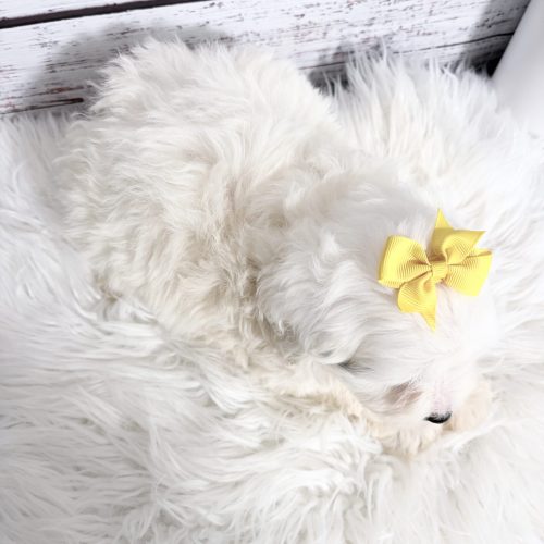 Top view of an all white Mini Sheepadoodle with a yellow bow, laying in a basket with a fluffy blanket.