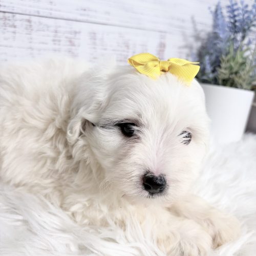 White Micro Sheepadoodle puppy from a reputable breeder in Nixa, MO. Family raised and well socialized with kids, cats and other dogs.