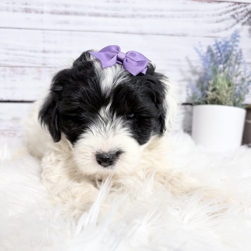 Available mini Sheepadoodle with white coat and Black eye and ear patches. Available in Missouri from a high quality breeder.