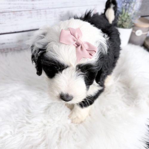 Black and white Micro Sheepaoodle with adult wieght under 30lbs. Beautiful fluffy coat and non shedding.
