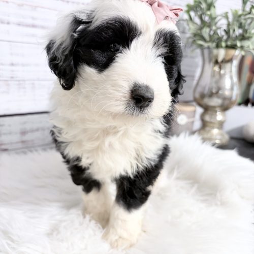Black and white female Sheepadoodle ready to go home in June from a reputable breeder. 30lbs or less adult weight Mini Sheepadoodle. Delivery to KC, STL, and Rogers, AR.