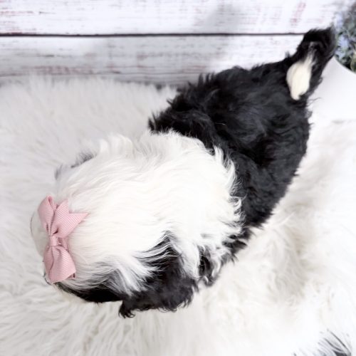 Top view of Mini Sheepadoodle with classic Sheepdog markings. Home raised with children, other dogs and cats.