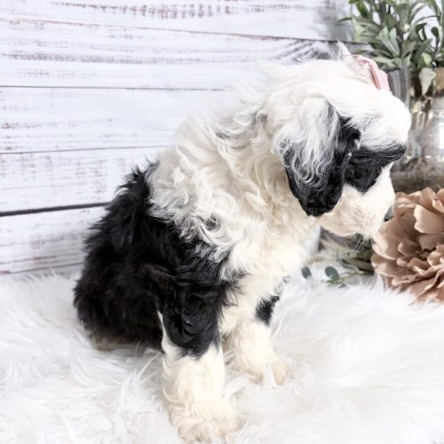 Black and white adorable Micro Sheepadoodle for sale from a reputable breeder in Springfield, MO. .