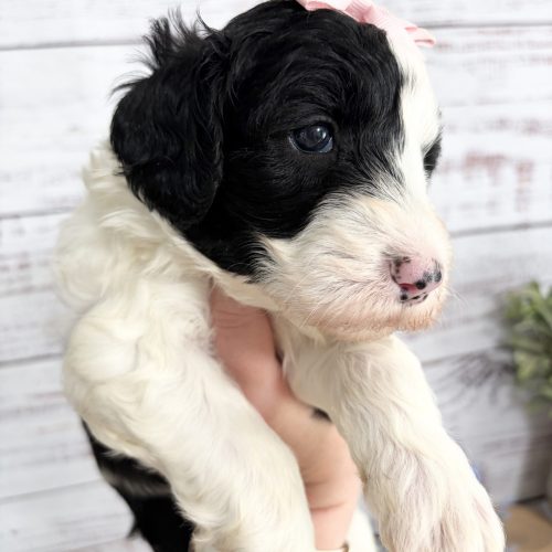 Black and white Sheepadoodle puppy for sale with classic tuxedo markings.