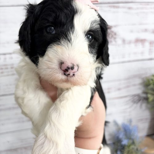 Standard female back and white Sheepadoodle for sale from reputable Missouri breeder.