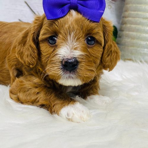 Red and white Cavapoo female from reputable breeder in Springfield, Missouri.