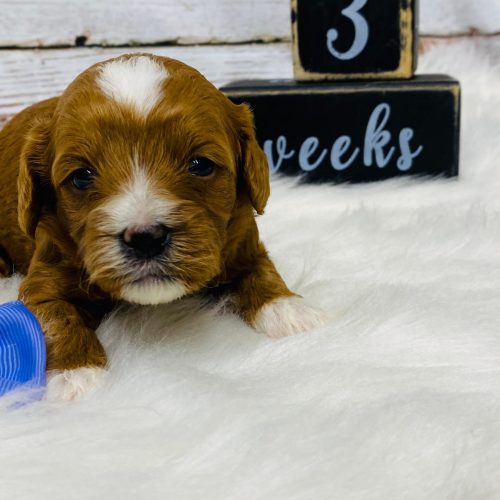 Red mini Cavapoo with white socks, white nose, white chin and white spot on head.