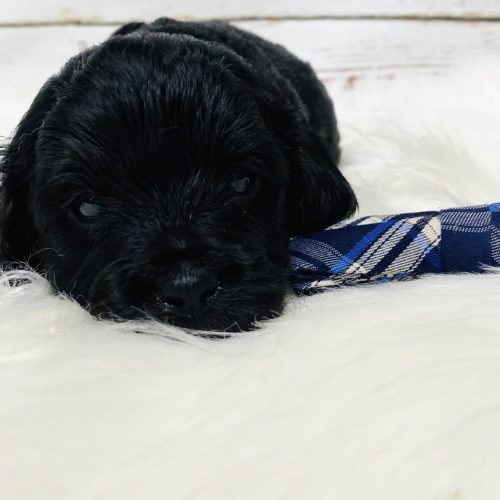 Black Cavapoo puppy Ready June 1st near Springfield, Missouri.