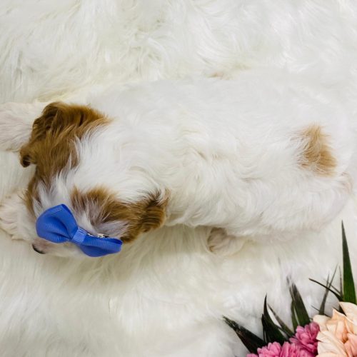 Family raised Cavapoo puppy with purple bow, teddy bear face, and gentle temperament perfect for kids.
