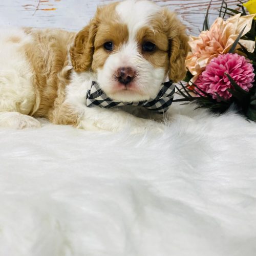 Premium Cavapoo puppy with rich apricot and white coloring, fluffy curls, and a teddy bear face photographed outdoors in Missouri. This adorable male Cavapoo has a sweet temperament, soft wavy coat, and family-friendly personality perfect for cuddling and companionship,