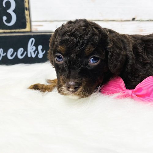 Chocolate tri color Cavapoo for sale near Springfield, MO. Delivery options to KC MO, STL, and Rogers AR.