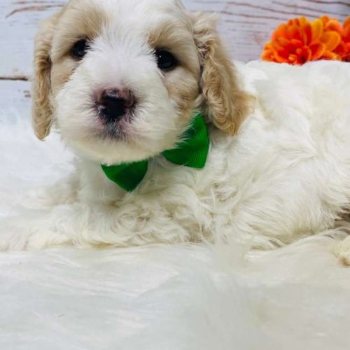 Cavapoo puppy sleeping on a white blanket. Cute apricot eye patches and spotted nose.