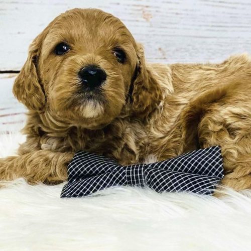 Apricot Cavapoo puppy resting on soft curly coat. Calm temperament, family-raised Cavapoo puppies available in Missouri.