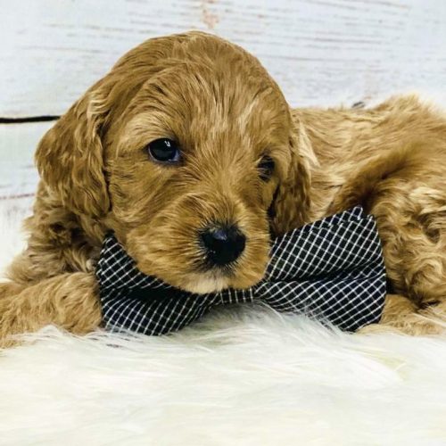 Apricot Cavapoo puppy on soft blanket with wavy coat and teddy bear face, premium Cavapoo breeder Missouri