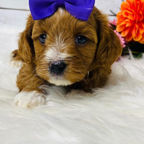 Red and white Cavapoo female from reputable breeder in Springfield, Missouri.