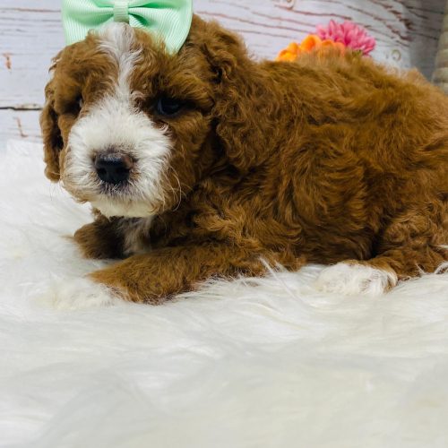 Red and white tuxedo mini Cavapoo for sale. Gorgeous hypoallergenic coat.