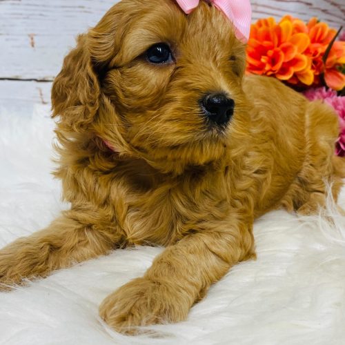 Red mini Cavapoo female ready to go this summer.