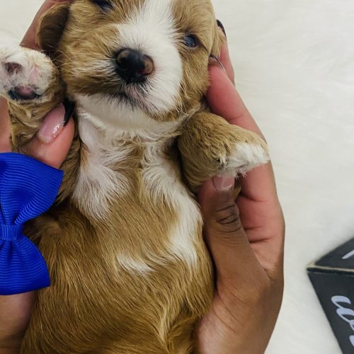 Adorable red Cavapoo with adorable white markings on face and chest. Available from a high quality Missouri breeder with delivery options to KC MO, Rogers AR and STL MO.