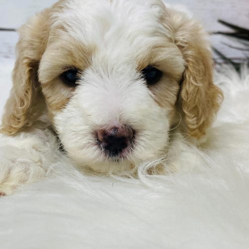 Apricot and white mini Cavapoo puppy looking up.
