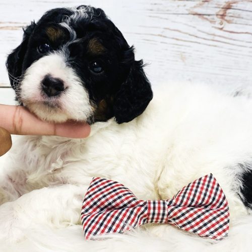 Tri-color Cavapoo puppy resting on hand, black, white and tan markings, from Missouri Cavapoo breeder