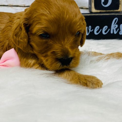 Hypoallergenic red mini Cavapoo female.
