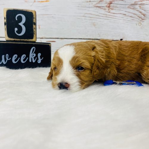 Red Cavapoo with white blaze on his snout and head.