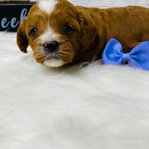 Red and white Cavapoo female from reputable breeder in Springfield, Missouri.