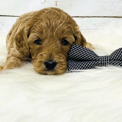 Close- up of apricot Cavapoo puppy showing soft waves and beautiful coat. Healthy well-bred puppy from trusted Missouri Cavapoo breeder.